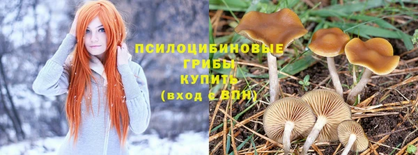 PSILOCYBIN Ладушкин